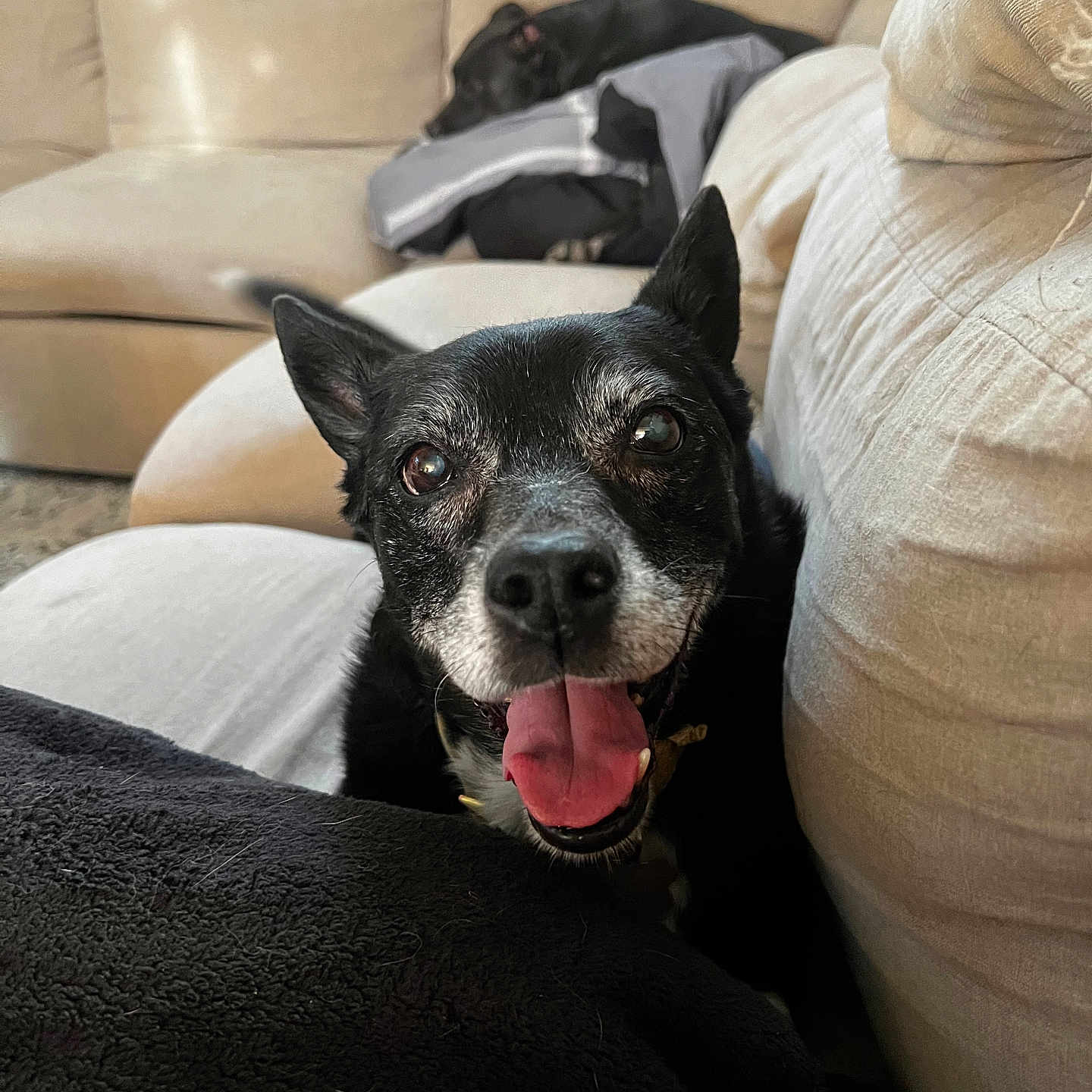 Lucy joined the competition — help win amazing prizes! animal, architecture, bodypart, building, canine, couch, cushion, dog, furniture, homedecor, indoors, interiordesign, linen, livingroom, mouth, person, pet, puppy, room, tongue