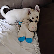 Princess joined the competition — help win amazing prizes! puppy, dog, white_dog, plush_toy, stuffed_animal, couch, blanket, indoor, pet, small_dog, wristband, ears, fur, cute, animal, snuggling, toy, soft, resting, cozy