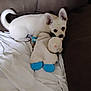 puppy, dog, white_dog, plush_toy, stuffed_animal, couch, blanket, indoor, pet, small_dog, wristband, ears, fur, cute, animal, snuggling, toy, soft, resting, cozy
