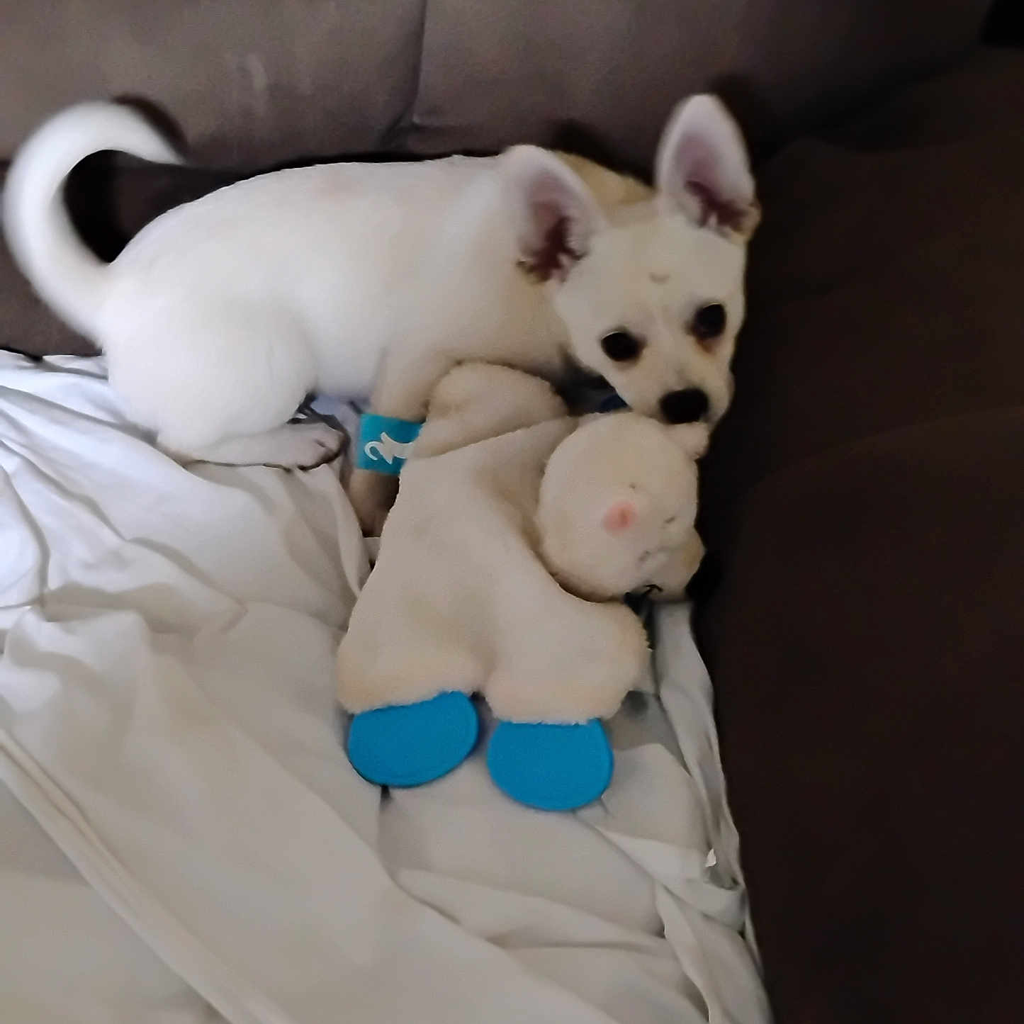 Princess joined the competition — help win amazing prizes! animal, blanket, couch, cozy, cute, dog, ears, fur, indoor, pet, plush_toy, puppy, resting, small_dog, snuggling, soft, stuffed_animal, toy, white_dog, wristband