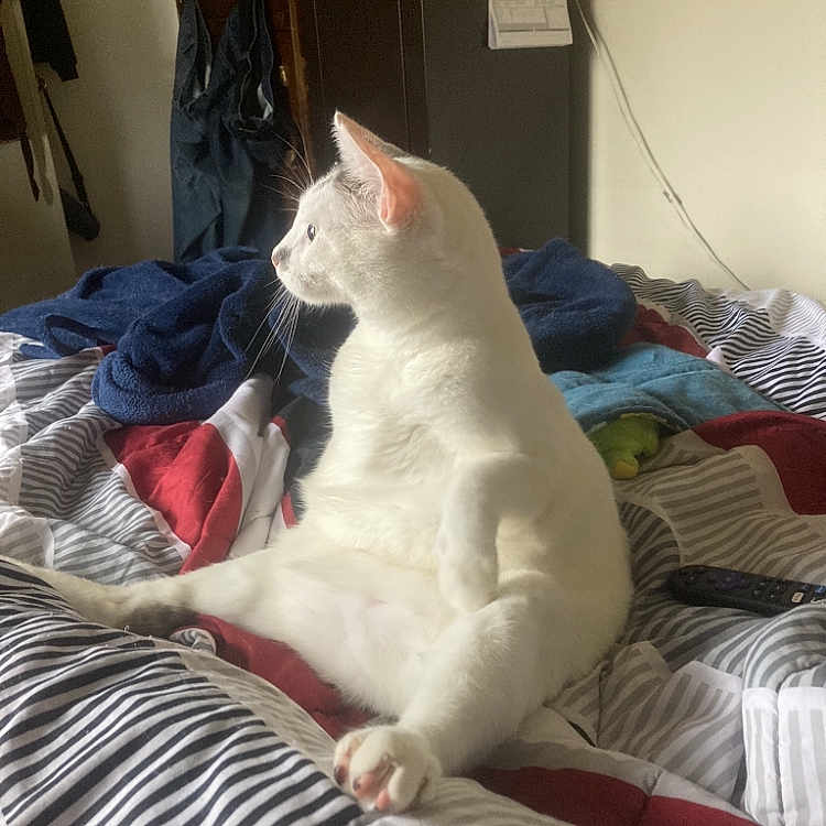 Mr.patches joined the competition — help win amazing prizes! animal, bed, blanket, cat, clothing, cozy, curiosity, domestic, fur, furniture, indoor, pet, relaxed, remote_control, room, side_view, sitting, striped_blanket, wardrobe, white_cat