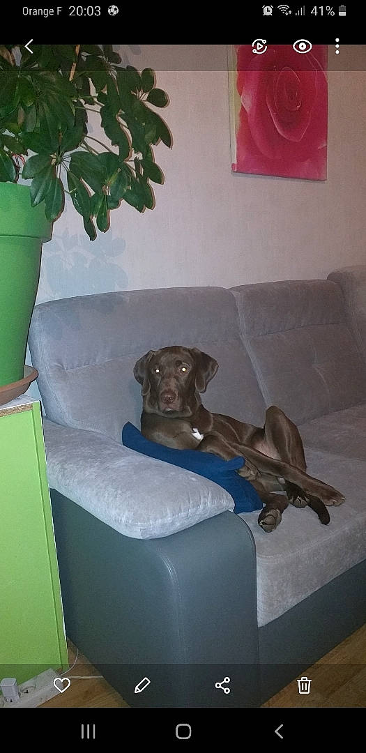 Ryo participe au concours pour gagner de l'argent avec cette photo : brown, canidae, carnivore, chair, comfort, companion_dog, couch, dog, dog_breed, fawn, floor, flooring, hardwood, interior_design, liver, plant, room, sporting_group, wood, working_animal