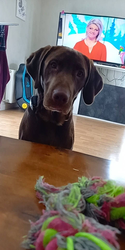 Ryo participe au concours pour gagner de l'argent avec cette photo : carnivore, companion_dog, dog, dog_breed, dog_collar, fawn, food, hardwood, ingredient, leaf_vegetable, liver, pet_supply, recipe, snout, sporting_group, table, tableware, vegetable, wood, working_animal