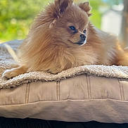 Vyndy participe au concours pour gagner de l'argent avec cette photo : dog, pomeranian, fluffy, pet, animal, cushion, blanket, indoor, portrait, resting, cute, fur, small_dog, cozy, side_view, domestic_animal, relaxed, soft_texture, looking_away, natural_light