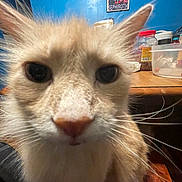 Maple is registered to the contest to win money with this photo: cat, close_up, whiskers, nose, ears, indoor, table, poster, blue_wall, jar, container, fur, portrait, pet, curious, cream_colored, long_whiskers, domestic_cat, big_eyes, wooden_surface