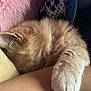 Maple joined the competition — help win amazing prizes! cat, sleeping_cat, ginger_cat, paw, human_arm, arm, fur, cozy, pillow, blanket, plush, resting, nap, indoor, close_up, pet, mammal, whiskers, soft_texture, cuddling