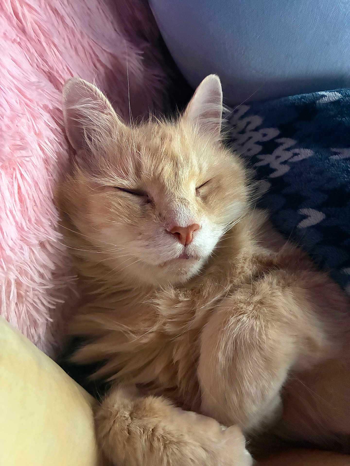 Maple joined the competition — help win amazing prizes! cat, sleeping_cat, ginger_cat, orange_cat, fluffy, fur, whiskers, paw, close_up, portrait, nap, cozy, indoor, blanket, pillow, sofa, domestic_cat, cute, relaxed, pet