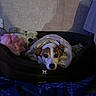 Hakka a rejoint le concours — aidez-le/la à gagner de superbes lots ! animal, bed, blanket, brown_and_white, comfort, cozy, cute, dog, fabric, home, indoor, looking_up, pet, relaxing, resting, shadow, snug, soft_lighting, stuffed_toy, toy