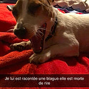 Hakka a rejoint le concours — aidez-le/la à gagner de superbes lots ! animal, bed, blanket, blue, canine, collar, cozy, cute, dog, domestic, fur, indoor, mouth_open, pet, pillow, red, relaxed, resting, sleepy, yawning