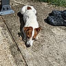 Hakka participe au concours pour gagner de l'argent avec cette photo : animal, brown, canine, concrete, daytime, dog, ears, fur, grass, jack_russell_terrier, outdoor, pavement, pet, relaxed, resting, shadow, shoes, small_dog, sunlight, white