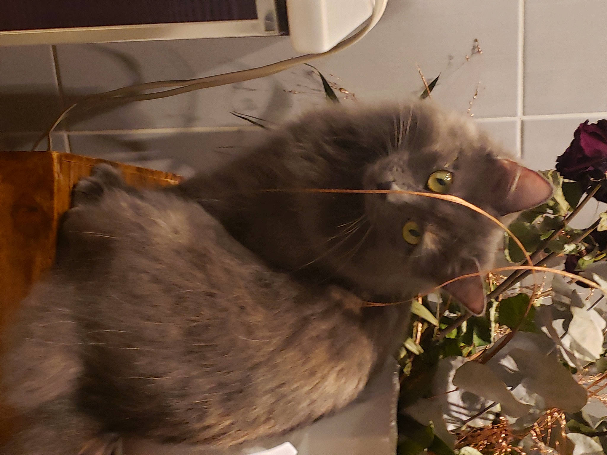 Shany participe au concours pour gagner de l'argent avec cette photo : black_cat, bombay, carnivore, cat, domestic_short_haired_cat, felidae, fur, home_appliance, liver, small_to_medium_sized_cats, snout, tail, television, terrestrial_animal, whiskers