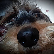 Cooper a rejoint le concours — aidez-le/la à gagner de superbes lots ! dog, close_up, nose, snout, fur, shaggy_fur, brown_fur, black_fur, eyes, shiny_nose, whiskers, pet, animal, portrait, indoor, face, curious, funny, soft_focus, canine