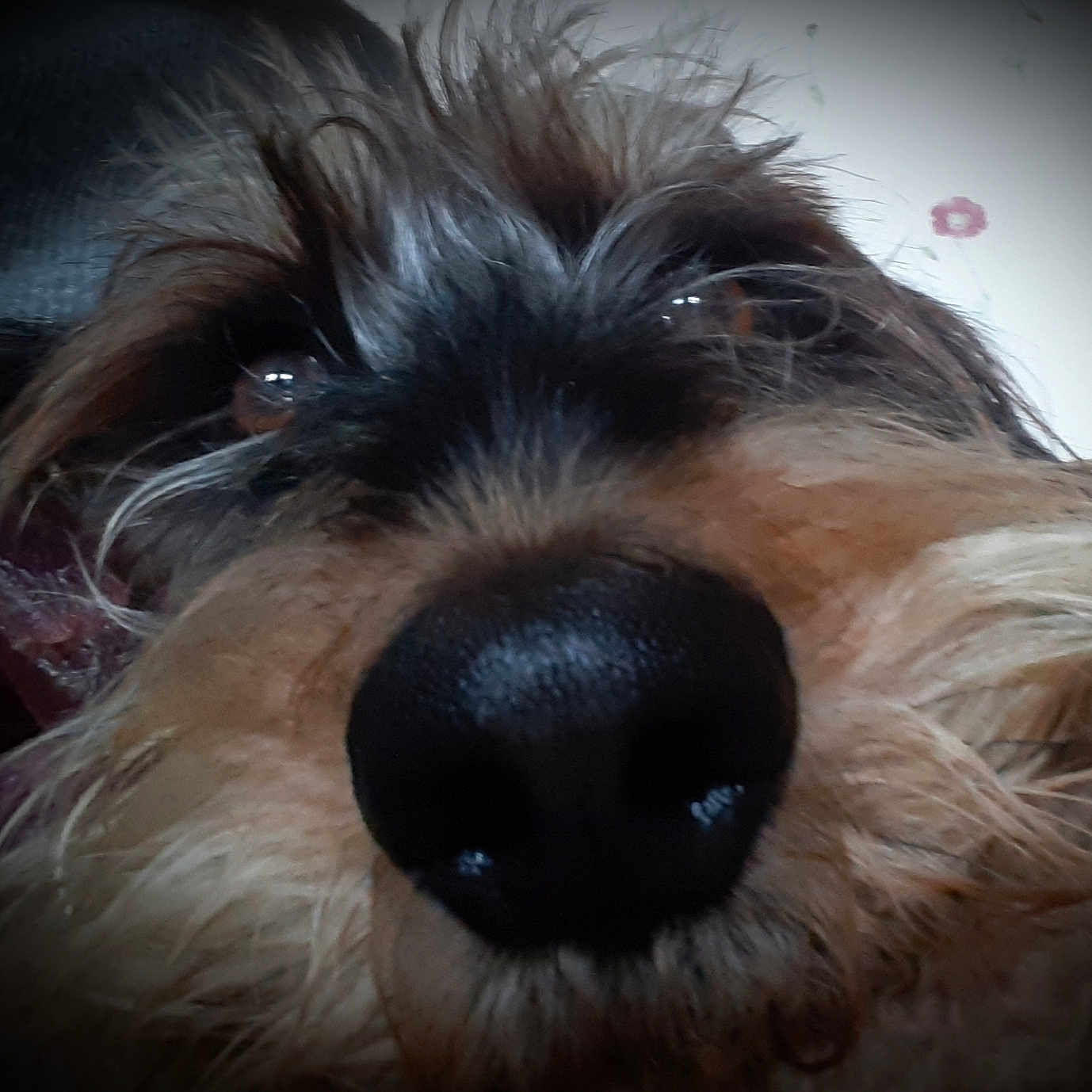 Cooper a rejoint le concours — aidez-le/la à gagner de superbes lots ! dog, close_up, nose, snout, fur, shaggy_fur, brown_fur, black_fur, eyes, shiny_nose, whiskers, pet, animal, portrait, indoor, face, curious, funny, soft_focus, canine
