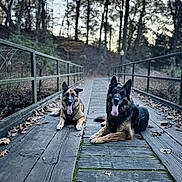 Rush And Max is registered to the contest to win money with this photo: dog, german_shepherd, bridge, wooden_bridge, autumn, leaves, forest, trees, outdoor, animal, pet, tongue_out, canine, nature, daylight, walking_path, happy, resting, park, scenery
