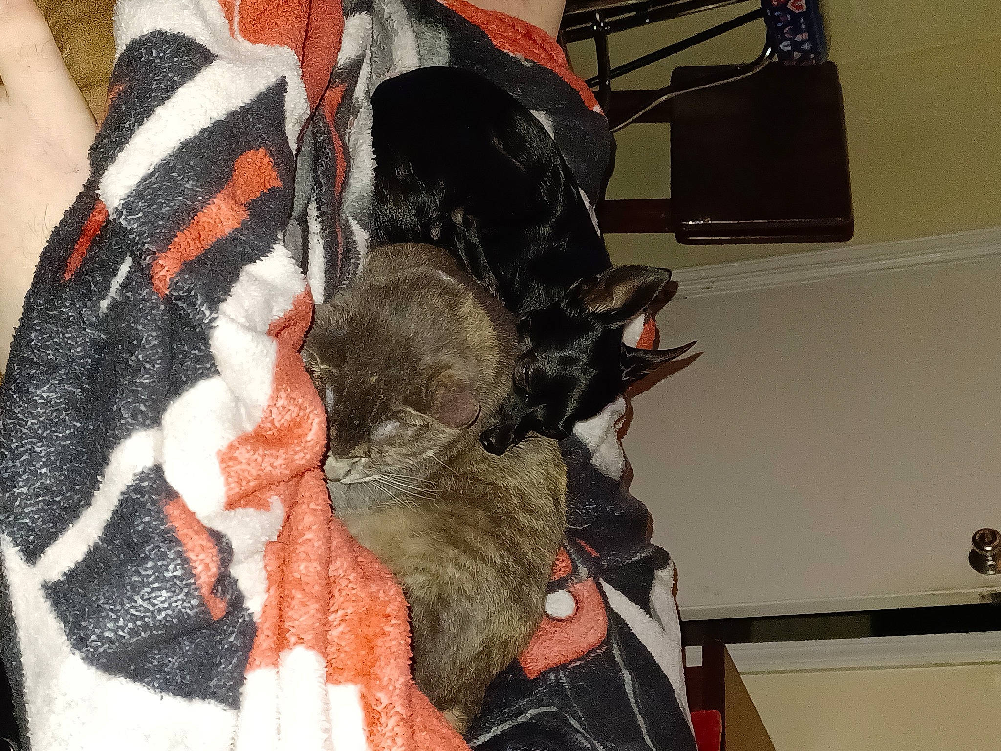 Taz is registered to the contest to win money with this photo: bag, carmine, comfort, feather, fur, fur_clothing, pattern, room, sporting_group, tail, visual_arts