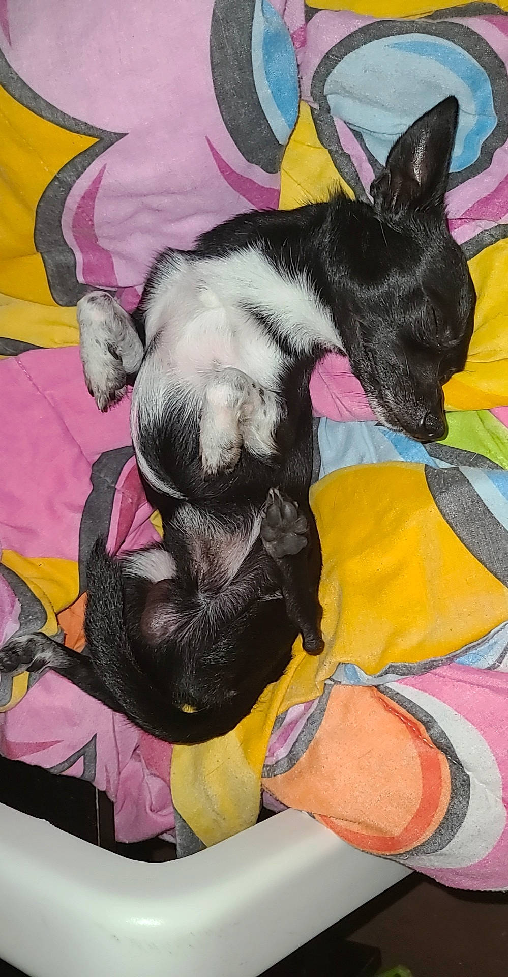 Taz joined the competition — help win amazing prizes! canidae, carnivore, companion_dog, dog, dog_breed, french_bulldog, miniature_pinscher, non_sporting_group, snout