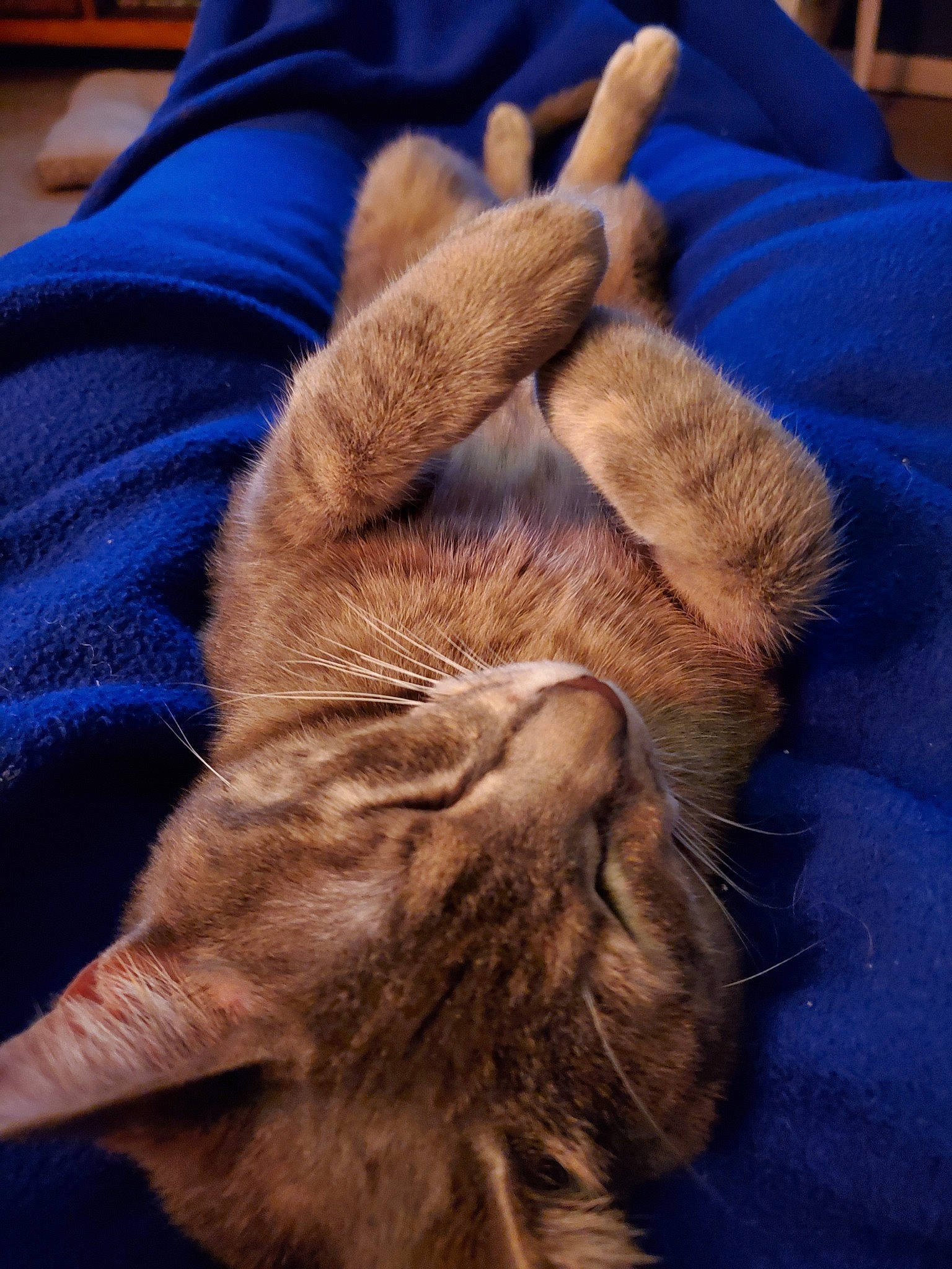 Kiki is registered to the contest to win money with this photo: asian, carnivore, cat, claw, domestic_short_haired_cat, european_shorthair, fawn, felidae, fur, nap, paw, pixie_bob, small_to_medium_sized_cats, tabby_cat, tail, textile, whiskers