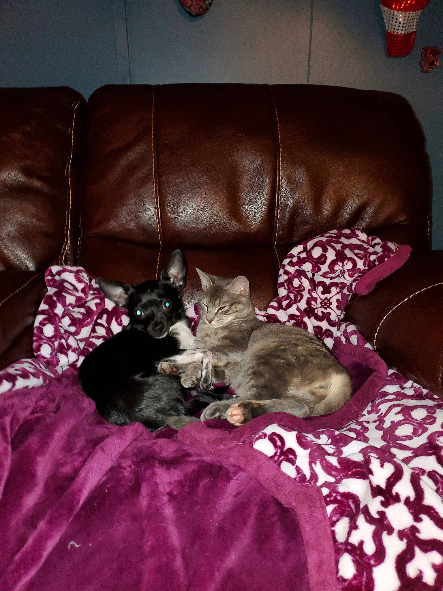 Kiki is registered to the contest to win money with this photo: asian, canidae, carnivore, cat, chair, comfort, couch, cushion, fawn, felidae, fur, furniture, kitten, pillow, room, small_to_medium_sized_cats, whiskers