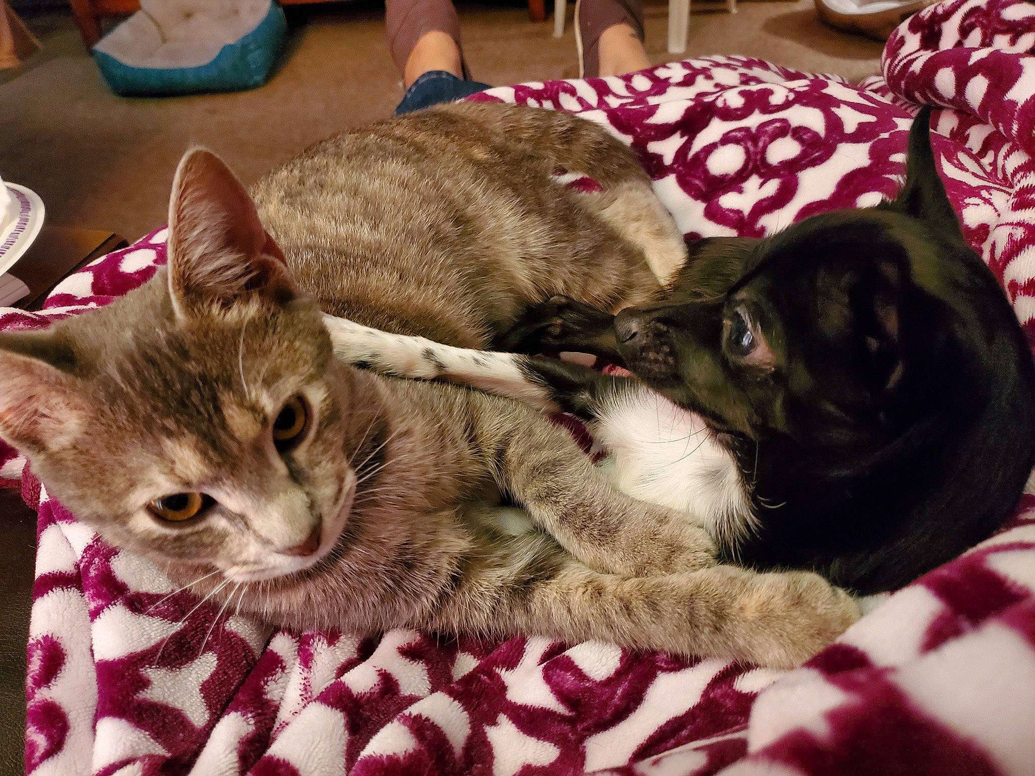 Kiki is registered to the contest to win money with this photo: american_shorthair, asian, australian_mist, carnivore, cat, domestic_short_haired_cat, dragon_li, egyptian_mau, european_shorthair, felidae, fur, german_rex, kitten, mammal, nap, paw, pixie_bob, small_to_medium_sized_cats, tabby_cat, whiskers