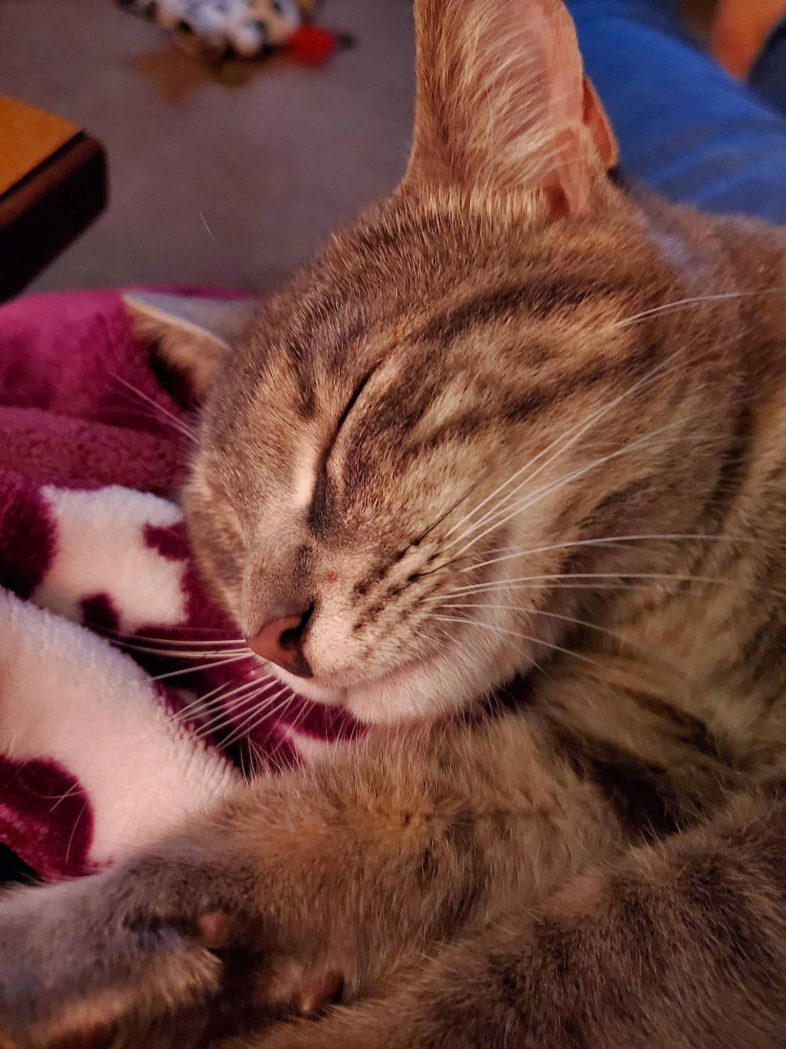 Kiki is registered to the contest to win money with this photo: american_shorthair, american_wirehair, asian, california_spangled, carnivore, cat, close_up, domestic_short_haired_cat, dragon_li, european_shorthair, felidae, fur, kitten, mammal, paw, pixie_bob, small_to_medium_sized_cats, snout, tabby_cat, whiskers