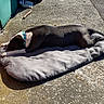 Gaia participe au concours pour gagner de l'argent avec cette photo : dog, canine, pet, lying_down, outdoor, sunlight, concrete, cushion, pink_wall, green_door, collar, resting, shadow, bone, stick, side_view, daytime, quiet, relaxed, animal