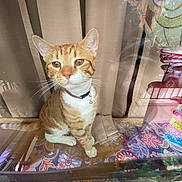 Fred joined the competition — help win amazing prizes! cat, orange_tabby, collar, glass_table, floral_pattern, reflection, window, curtains, indoor, pet, animal, whiskers, ears, sitting, table, brown, white_paws, decor, daylight, curious