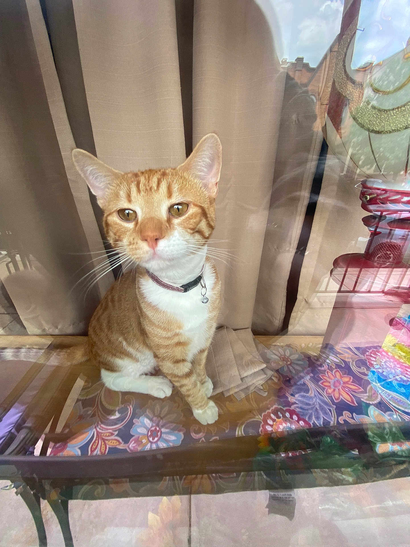 Fred joined the competition — help win amazing prizes! cat, orange_tabby, collar, glass_table, floral_pattern, reflection, window, curtains, indoor, pet, animal, whiskers, ears, sitting, table, brown, white_paws, decor, daylight, curious