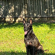 Bella joined the competition — help win amazing prizes! dog, black_dog, sitting, grass, backyard, fence, sunlight, outdoor, pet, animal, tongue_out, alert, nature, summer, canine, domestic_animal, friendly, daytime, greenery, wooden_fence