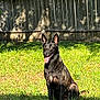 alert, animal, backyard, black_dog, canine, daytime, dog, domestic_animal, fence, friendly, grass, greenery, nature, outdoor, pet, sitting, summer, sunlight, tongue_out, wooden_fence