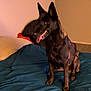 Bella joined the competition — help win amazing prizes! dog, black_dog, bed, blanket, indoor, pet, canine, tongue_out, sitting, furniture, cozy, animal, floor, wall, painting, pillow, room, domestic, companion, relaxed