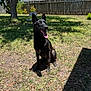 Bella joined the competition — help win amazing prizes! dog, black_dog, grass, tree, backyard, sunny, fence, chair, shadow, pet, animal, tongue_out, outdoor, nature, canine, happy, sitting, daylight, leaf, wooden_fence