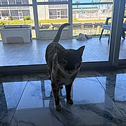 Coco is registered to the contest to win money with this photo: cat, indoor, glass_door, reflection, marble_floor, tail, shadow, daylight, window, tile_floor, pet, animal, domestic_cat, house, furniture, outdoor_view, sunlight, shadow_play, standing, silhouette