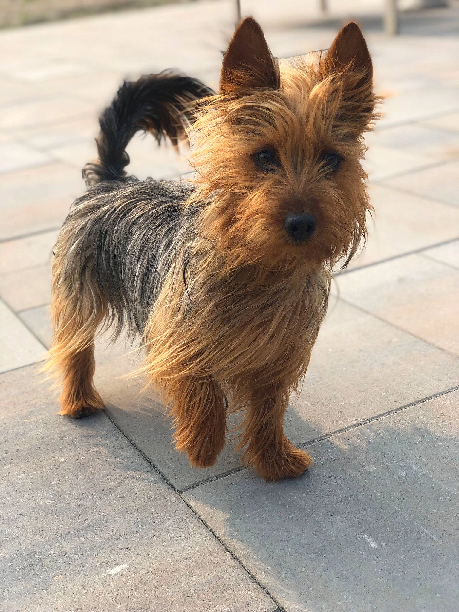 Shilo is registered to the contest to win money with this photo: biewer_terrier, canidae, carnivore, companion_dog, dog, dog_breed, dog_supply, fawn, fur, road_surface, small_terrier, snout, sporting_group, tail, terrestrial_animal, terrier, toy_dog, working_animal, yorkipoo, yorkshire_terrier