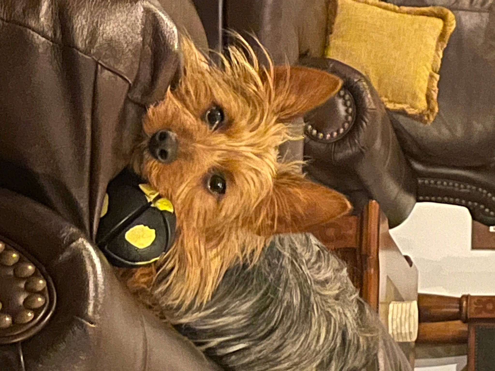 Shilo joined the competition — help win amazing prizes! basket, canidae, carnivore, chair, comfort, companion_dog, dog, dog_breed, dog_supply, fawn, fur, liver, metal, small_terrier, snout, sporting_group, terrier, toy_dog, wood, working_animal