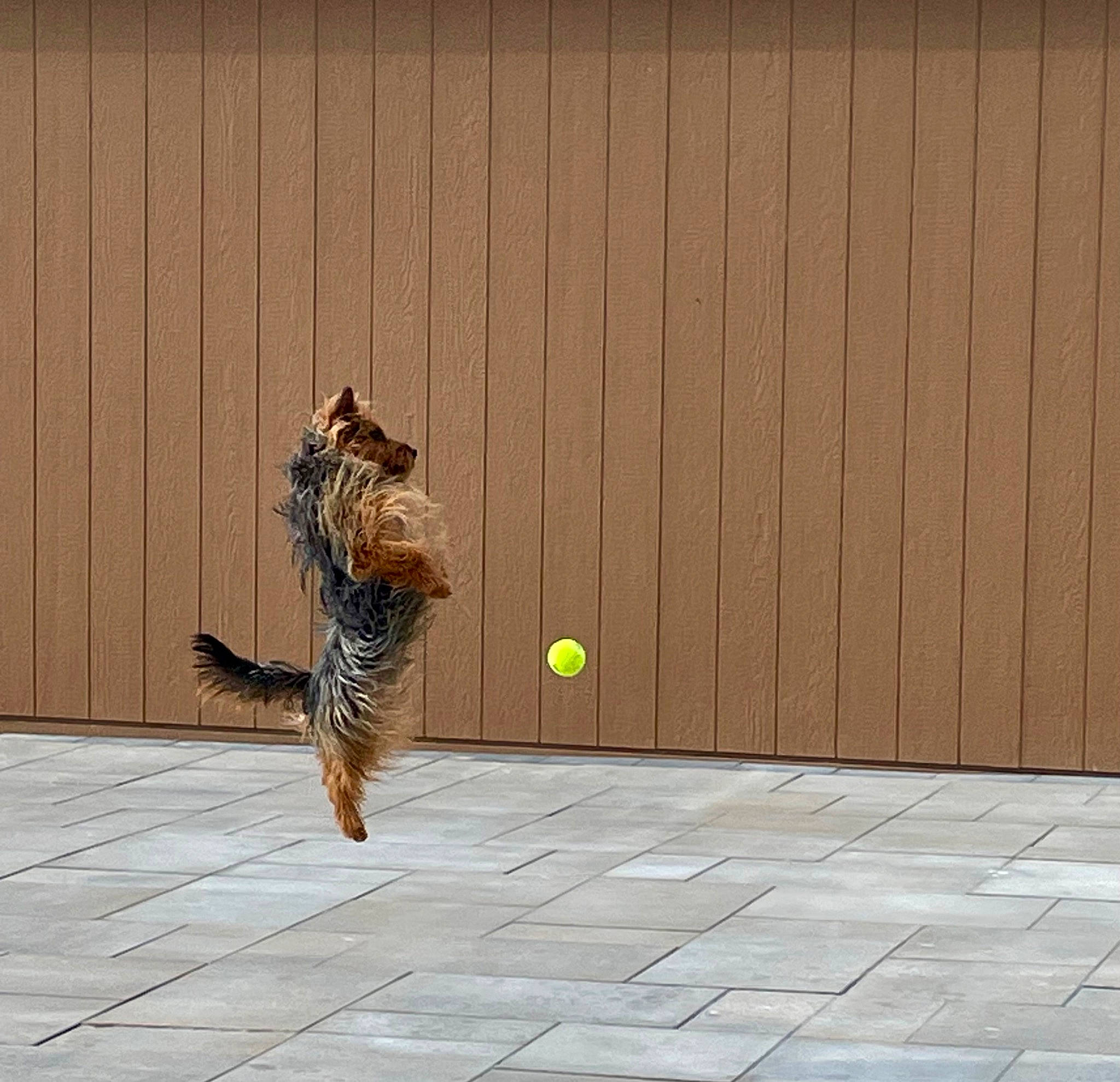 Shilo is registered to the contest to win money with this photo: asphalt, beak, cobblestone, concrete, door, feather, felidae, floor, flooring, grass, leg, pedestrian, road, road_surface, shadow, sidewalk, sitting, tail, wing, wood