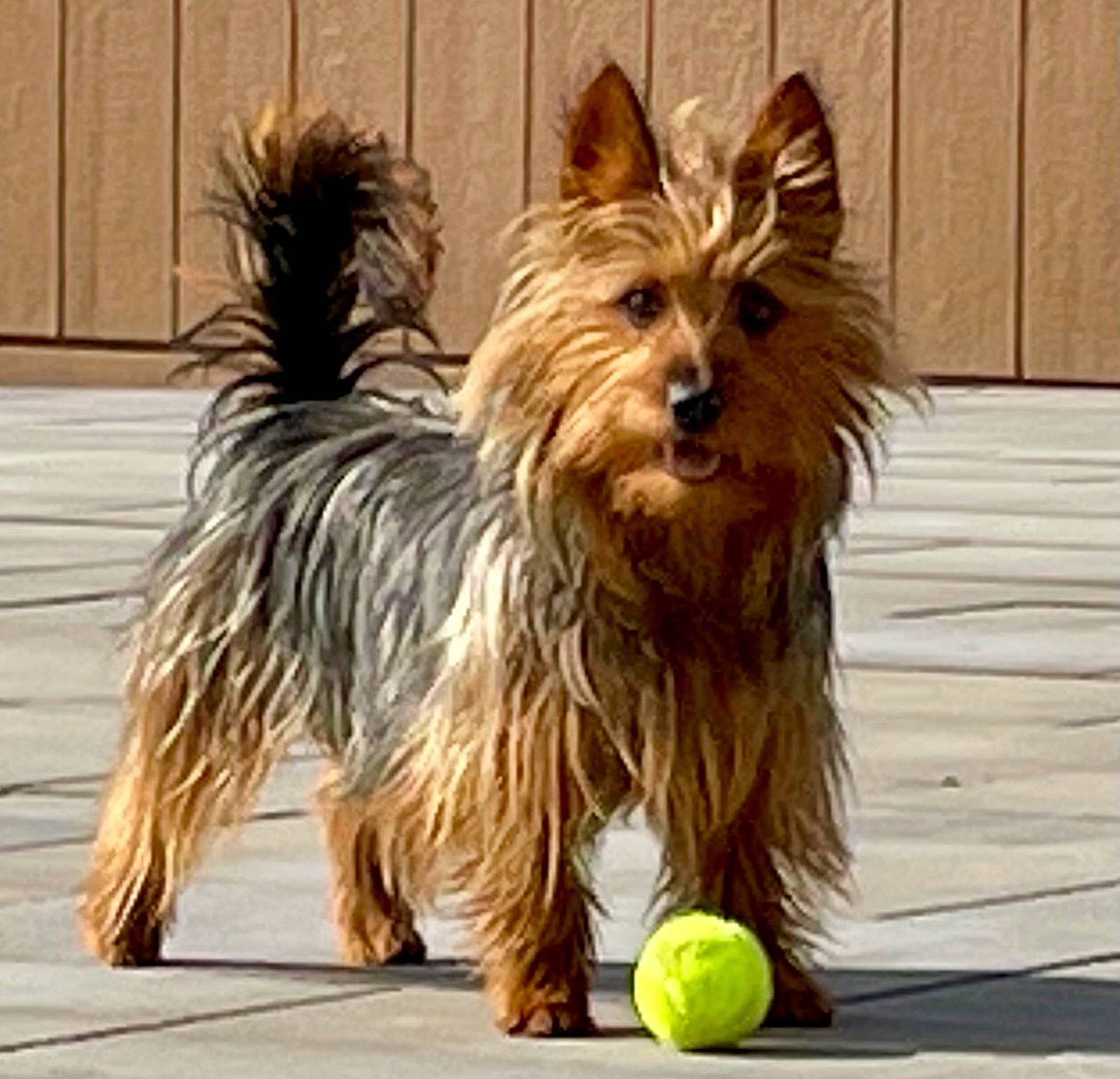 Shilo is registered to the contest to win money with this photo: ball, biewer_terrier, canidae, carnivore, companion_dog, dog, dog_breed, dog_supply, fawn, fur, liver, small_terrier, snout, sporting_group, tennis_ball, terrier, toy_dog, water_dog, working_animal, yorkipoo