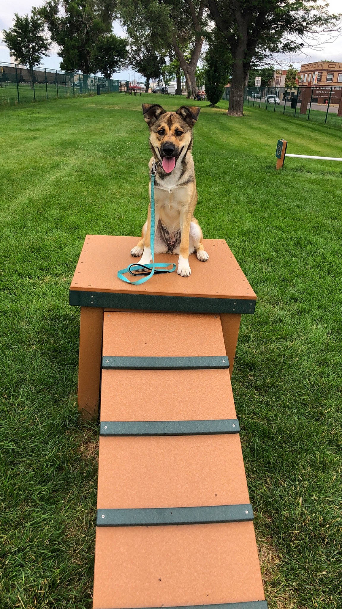 Scarlet is registered to the contest to win money with this photo: carnivore, collar, companion_dog, dog, dog_breed, dog_supply, fawn, grass, lawn, leash, leisure, outdoor_furniture, plant, recreation, sky, snout, sporting_group, tail, tree, working_animal