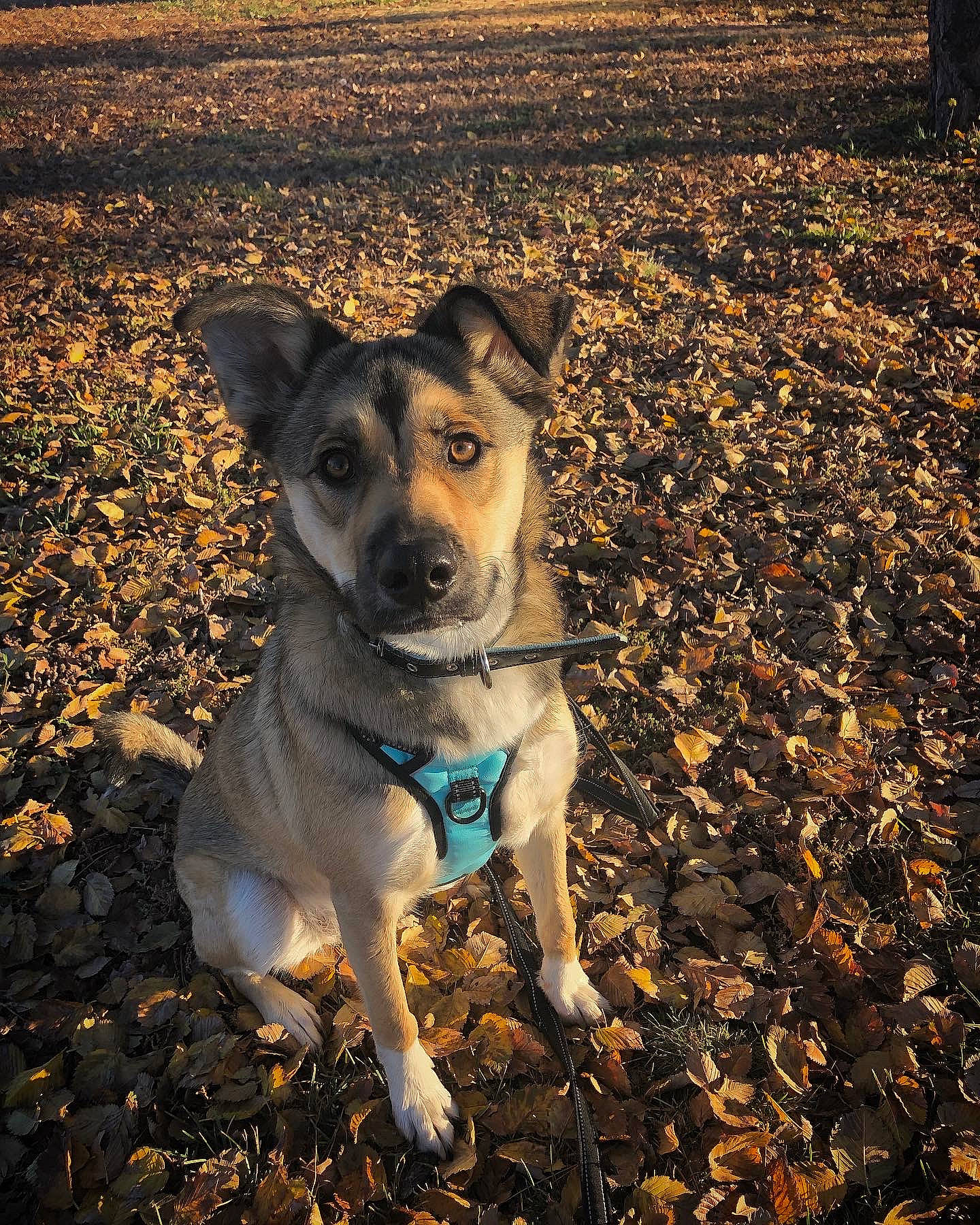 Scarlet is registered to the contest to win money with this photo: asphalt, carnivore, collar, companion_dog, dog, dog_breed, dog_collar, electric_blue, fawn, leash, morning, road_surface, shadow, snout, soil, sporting_group, street_dog, sunlight, tints_and_shades, whiskers