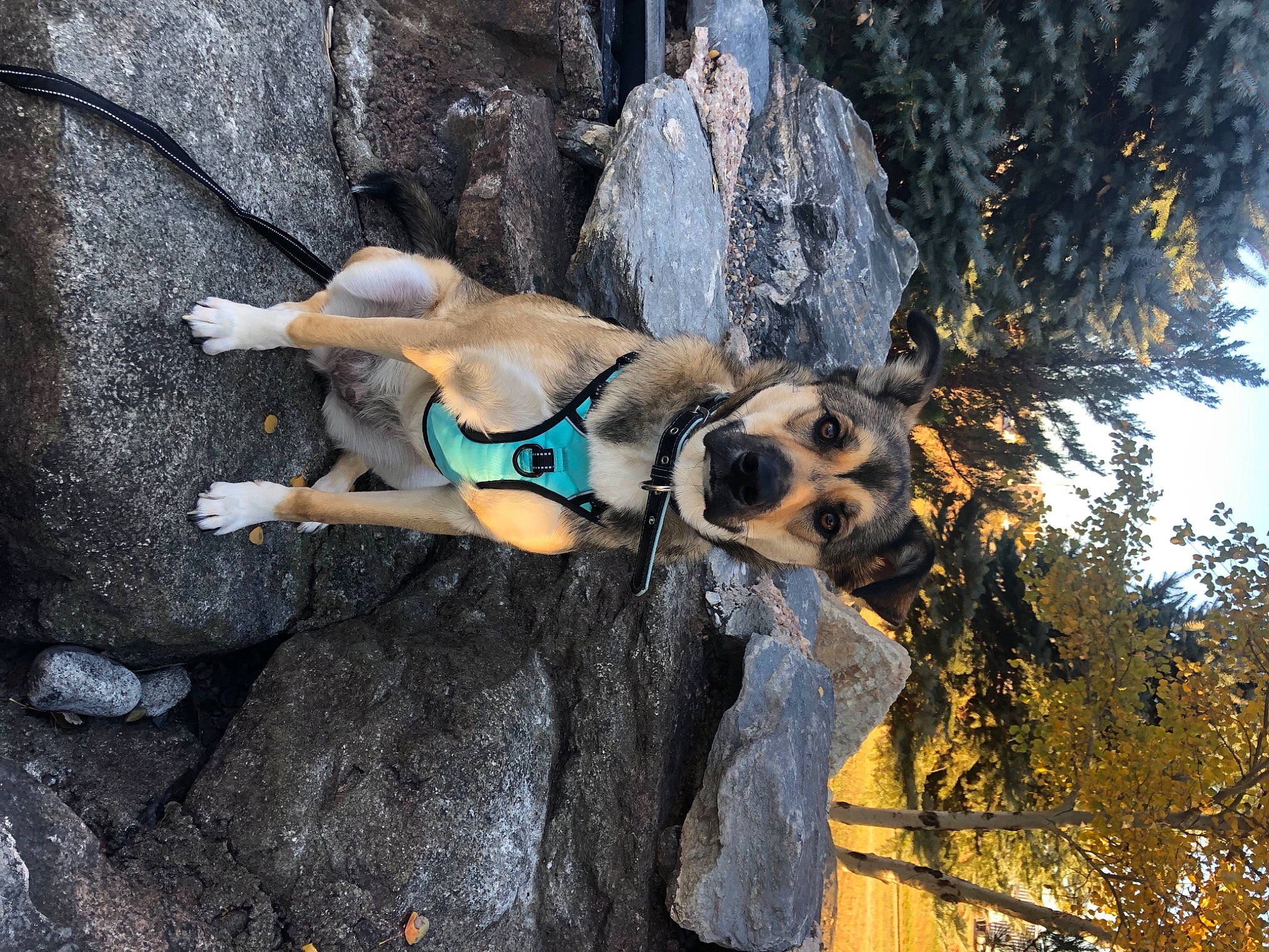 Scarlet is registered to the contest to win money with this photo: adventure, art, bedrock, canidae, carnivore, dog, dog_breed, fawn, fun, leisure, plant, recreation, rock, sport_climbing, sporting_group, thigh, tree, trunk