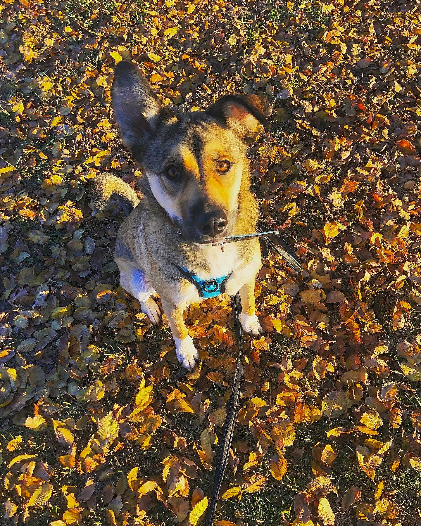 Scarlet is registered to the contest to win money with this photo: adventure, canidae, carnivore, chilean_fox_terrier, companion_dog, deciduous, dog, dog_breed, fawn, grass, paw, people_in_nature, plant, shadow, snout, soil, sporting_group, tail, terrier, working_animal