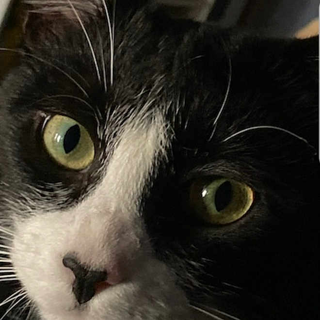 Oreo