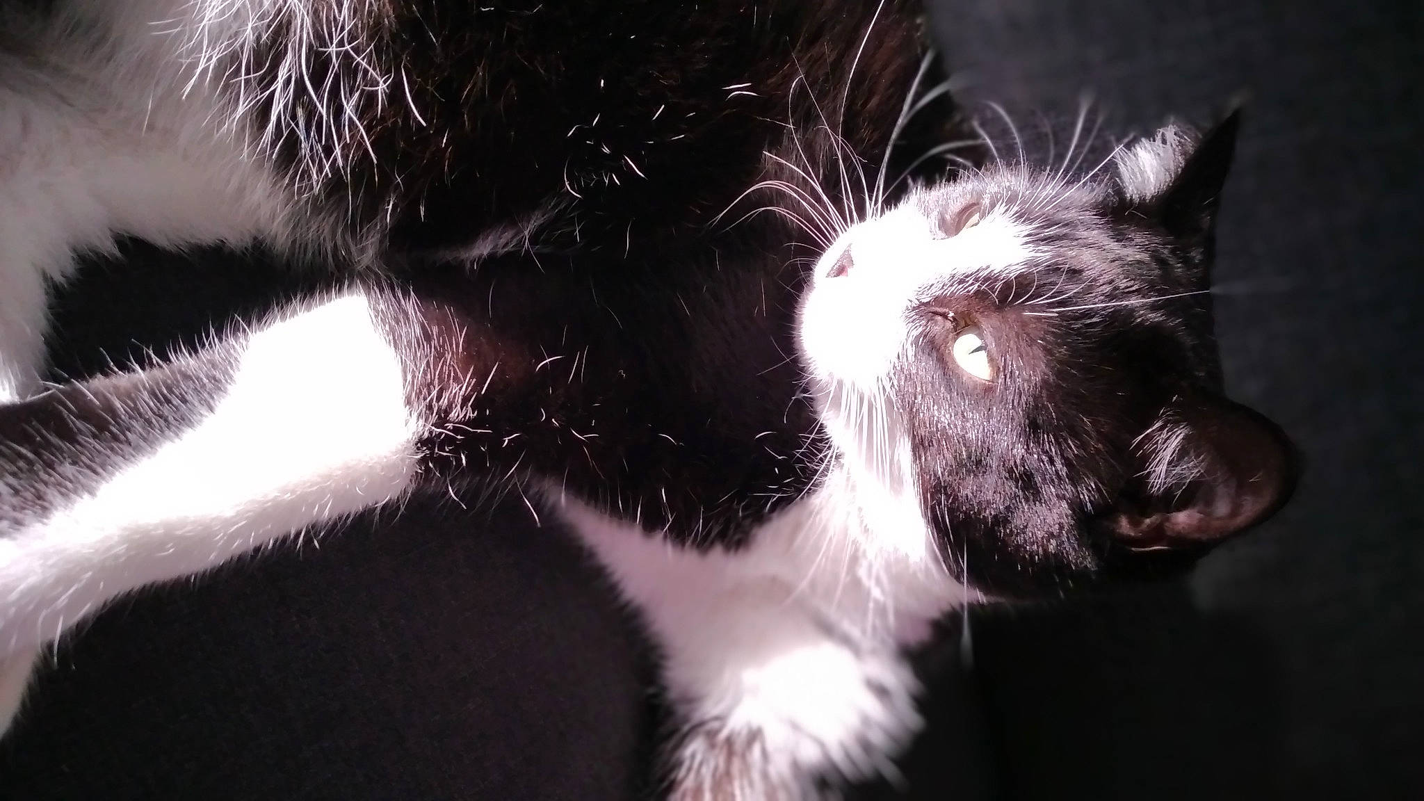 Loulou a rejoint le concours — aidez-le/la à gagner de superbes lots ! carnivore, cat, claw, darkness, domestic_short_haired_cat, ear, felidae, fur, macro_photography, monochrome_photography, paw, small_to_medium_sized_cats, snout, tail, terrestrial_animal, whiskers, window