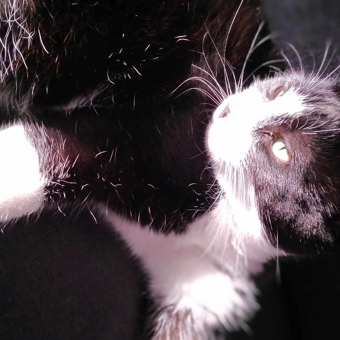 Loulou