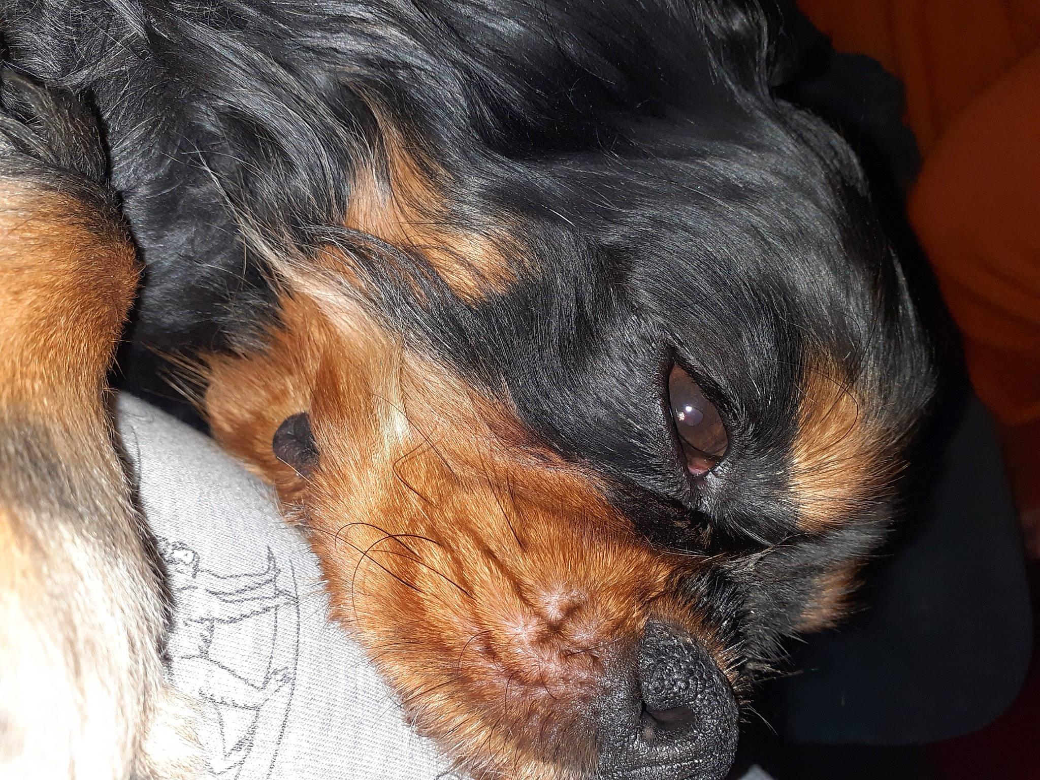 Nina participe au concours pour gagner de l'argent avec cette photo : canidae, carnivore, comfort, companion_dog, dog, dog_breed, ear, eye, fawn, fur, guard_dog, liver, paw, puppy, snout, sporting_group, terrestrial_animal, whiskers, working_animal, working_dog