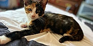 Kahula is registered to the contest to win money with this photo: cat, calico, kitten, bed, feline, indoor, pet, animal, whiskers, fur, paw, cute, relaxed, stretching, domestic, young, curious, bedroom, soft_focus, resting