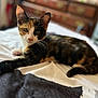 cat, calico, kitten, bed, feline, indoor, pet, animal, whiskers, fur, paw, cute, relaxed, stretching, domestic, young, curious, bedroom, soft_focus, resting