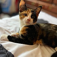 Kahula is registered to the contest to win money with this photo: cat, kitten, calico, animal, pet, feline, indoor, bed, white_bedspread, soft_focus, curious, whiskers, fur, closeup, cute, resting, young_animal, domestic_animal, laying, cozy
