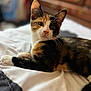 cat, kitten, calico, animal, pet, feline, indoor, bed, white_bedspread, soft_focus, curious, whiskers, fur, closeup, cute, resting, young_animal, domestic_animal, laying, cozy