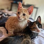 Kahula joined the competition — help win amazing prizes! cat, kitten, orange_tabby, calico_cat, pet, animal, feline, bed, indoor, cute, whiskers, ears, fur, lying_down, two_animals, domestic_animal, curious, close_up, soft_focus, companions