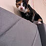 Kahula is registered to the contest to win money with this photo: cat, kitten, calico, pet, indoor, curious, couch, gray, furniture, whiskers, ears, nose, wall, decor, animal, mammal, young, cute, looking, closeup